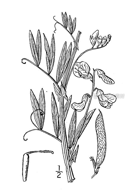 古植物学植物插图:沼泽Lathyrus palustris，豌豆